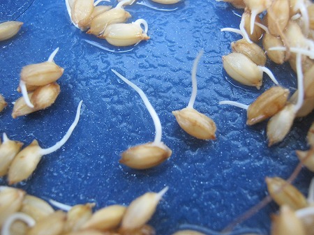 稲 種まき 米作り 米作り 発泡スチロール 稲の作り方